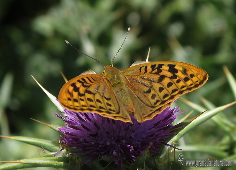 Argynnis pandora macho 2