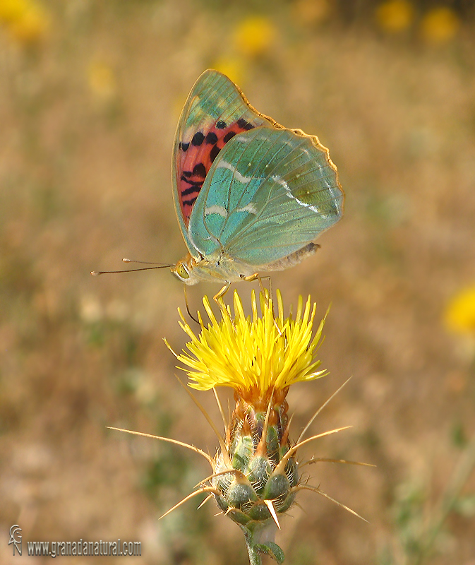 Argynnis pandora hembra 2