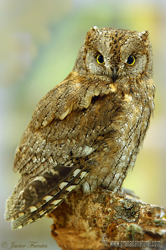 Otus scops - Autillo