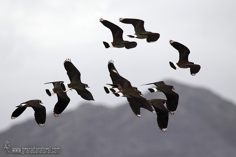 Vanellus vanellus - Avefra europea