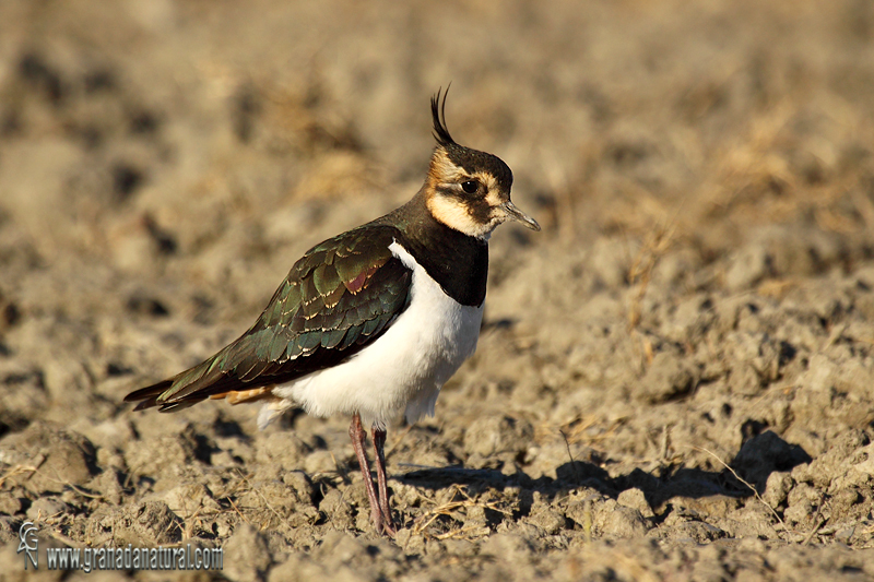 Vanellus vanellus - Avefría europea