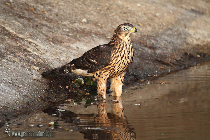 Acipiter gentilis - Azor comn