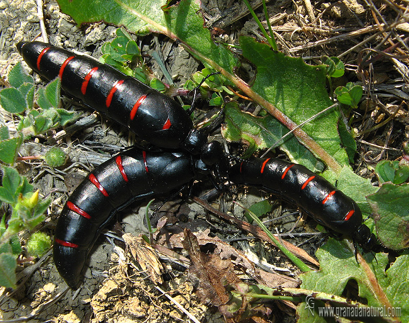 Berberomeloe majalis 1 Escarabajos Granada Natural