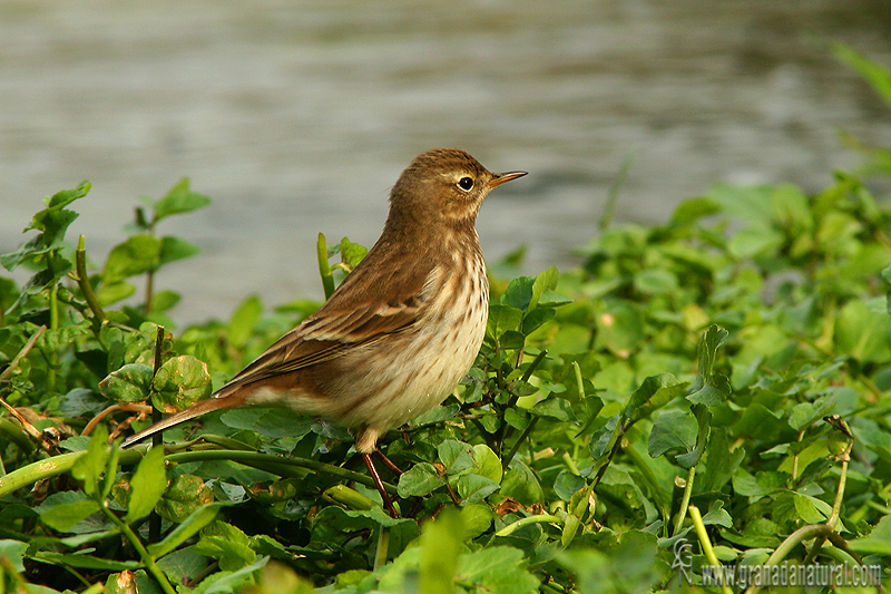 Anthus spinoletta - Bisbita alpino