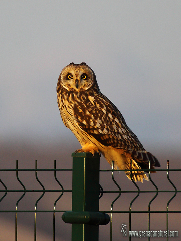 Asio flammeus - Bho campestre  Lechuza campestre