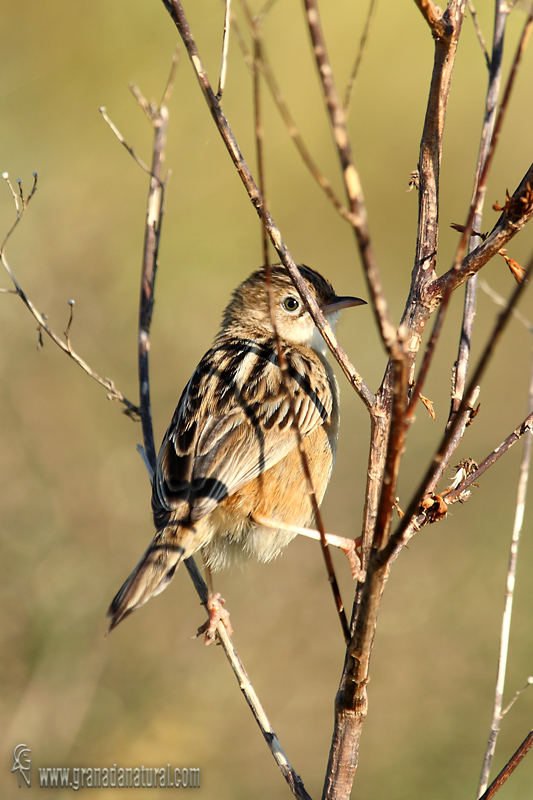 Cisticola juncidis - Buitrn