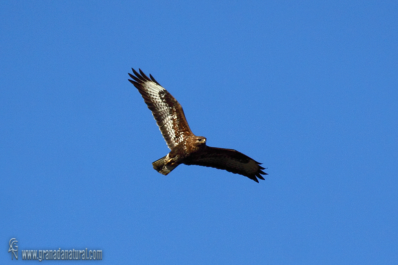 Buteo buteo - Busardo ratonero