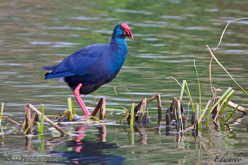 Porphyrio porphyrio - Calamn comn