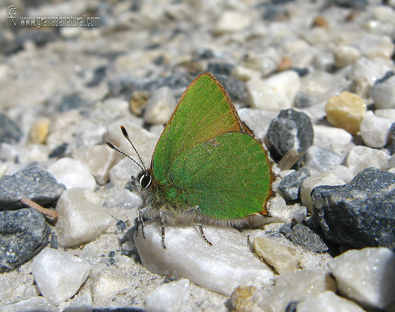 Callophrys rubi 1 Mariposas Granada Natural