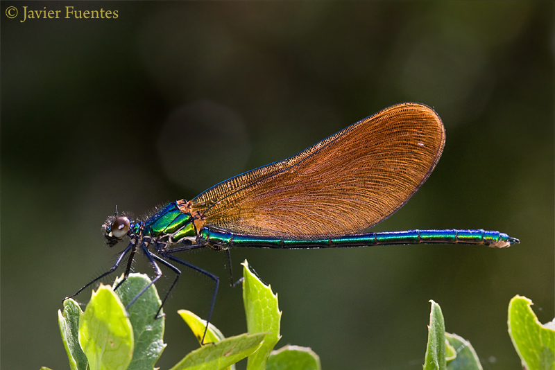 Calopteryx virgo macho inmaduro1