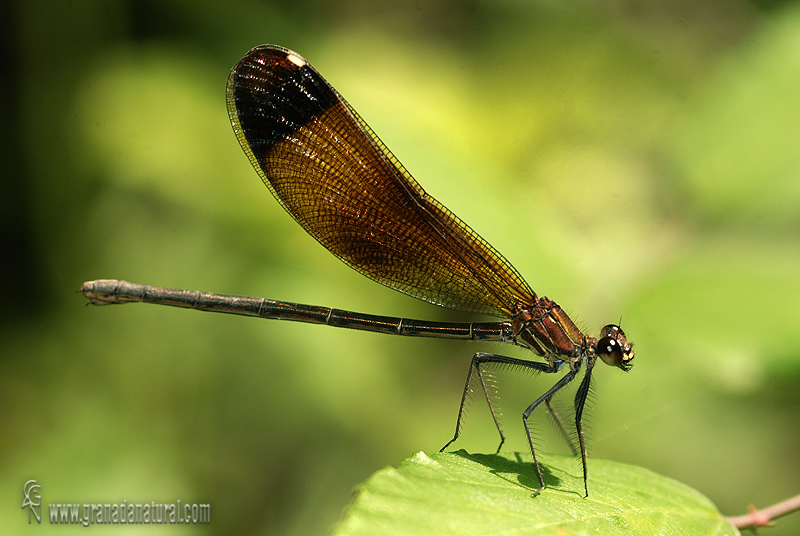 Calopteryx haemorrhoidalis 1 Libelulas Granada Natural