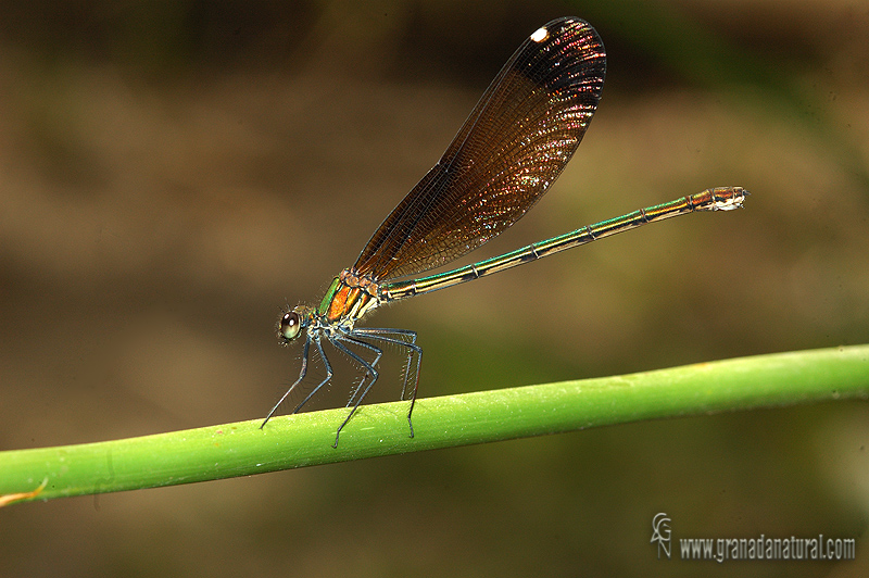 Calopteryx haemorrhoidalis 2 Libelulas Granada Natural