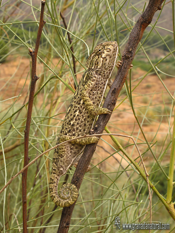 Chamaeleo chamaeleon - Camalen comn