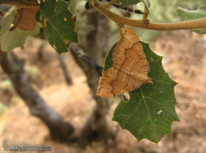 Camptogramma bilineata 1