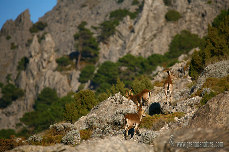 Capra pyrenaica ssp hispanica - Cabra monts