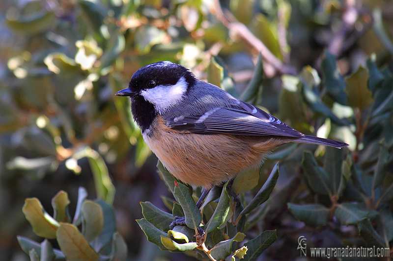 Parus ater - Carbonero garrapinos