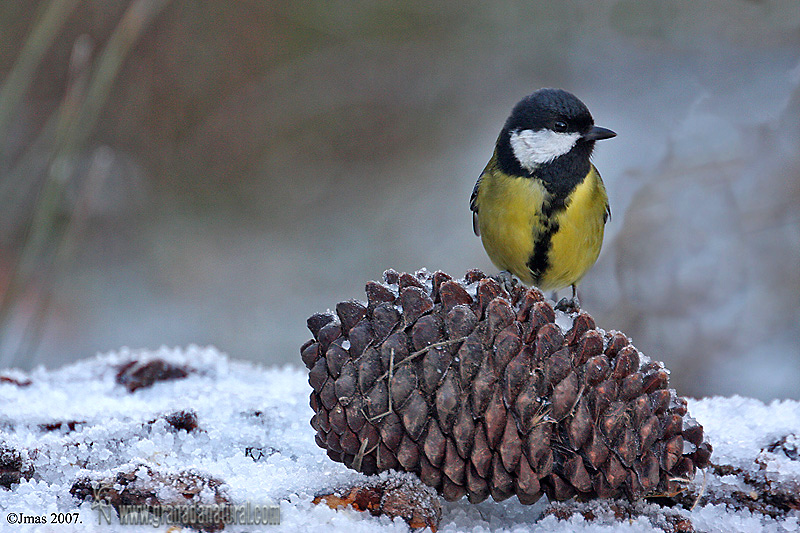 Parus major - Carbonero comn