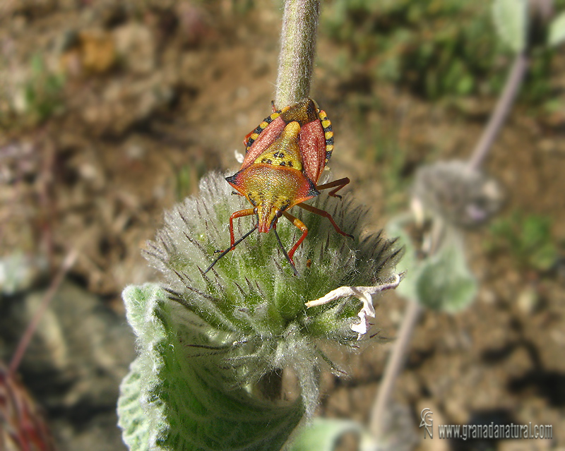 Carpocoris mediterraneus 1 Granada natural