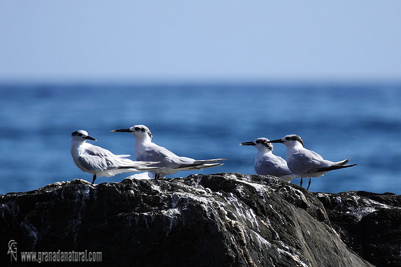 Sterna sandvicensis - Charrn patinegro