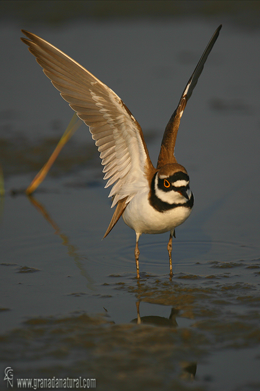 Charadrius dubius - Chorlitejo chico