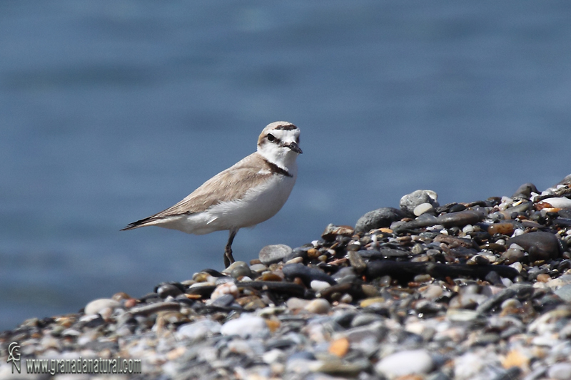 Charadrius alexandrinus - Chorlitejo patinegro