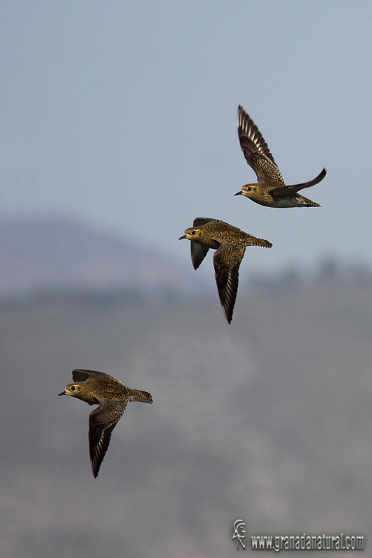 Pluvialis apricaria - Chorlito dorado