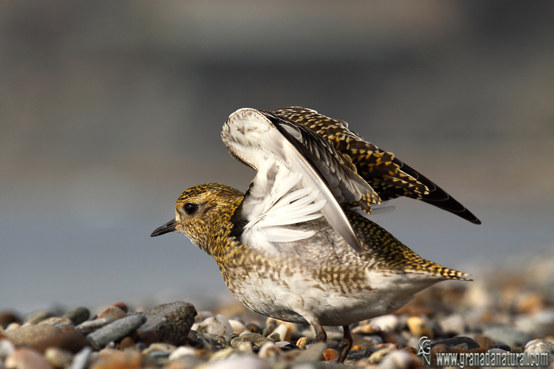 Pluvialis apricaria - Chorlito dorado