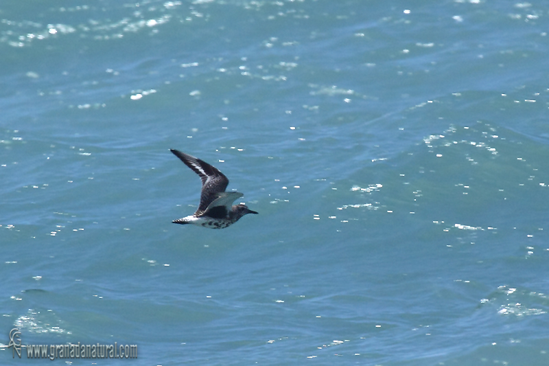 Pluvialis squatarola - Chorlito gris