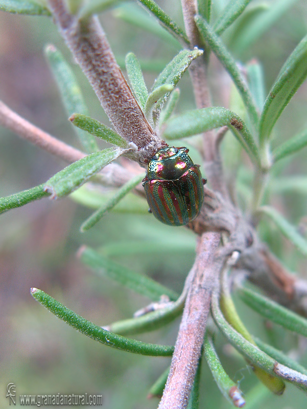 Chrysolina americana 1