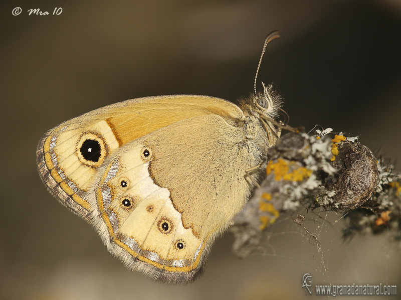 Coenonympha dorus 1