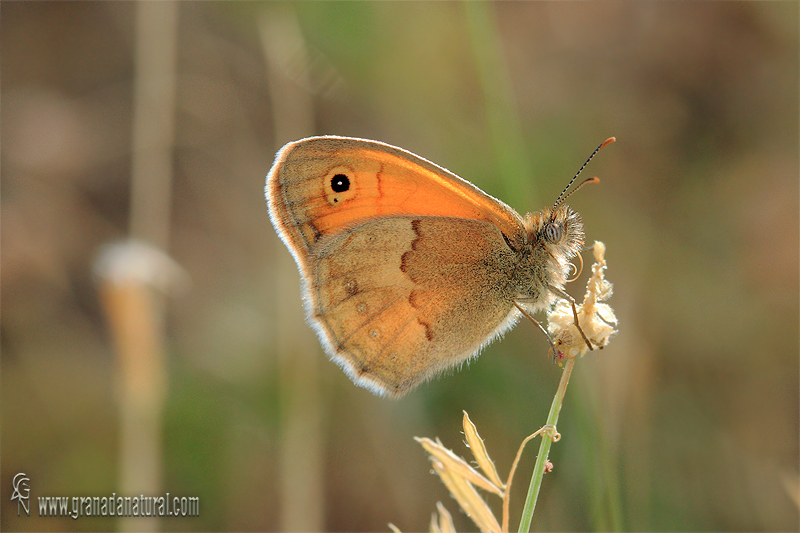 Coenonympha pamphilus 1