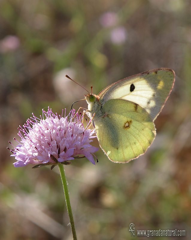 Colias alfacariensis 1