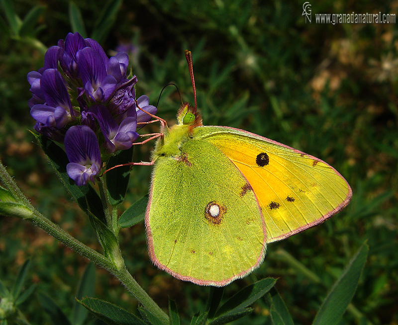 Colias crocea 1