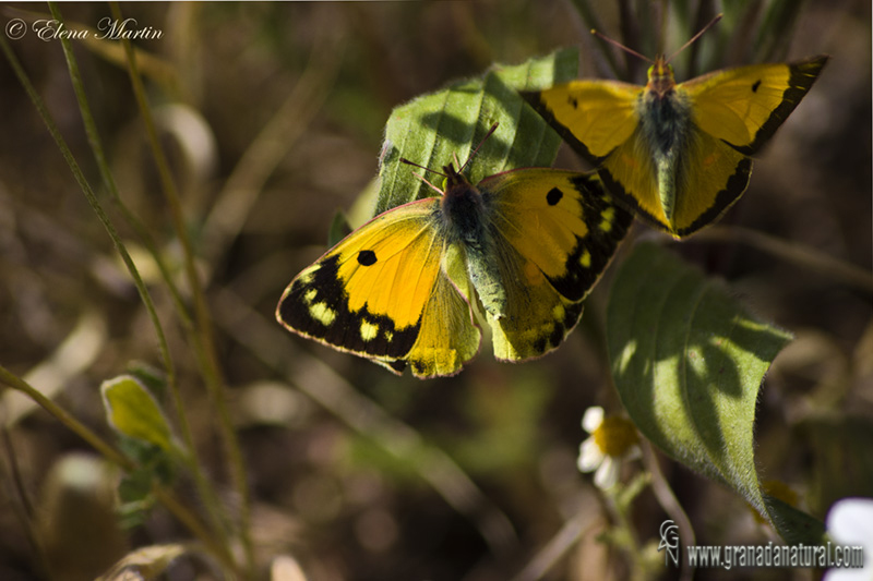 Colias crocea 2