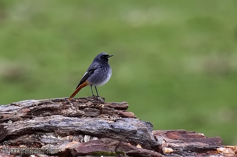 Phoenicurus ochruros - Colirrojo tizn