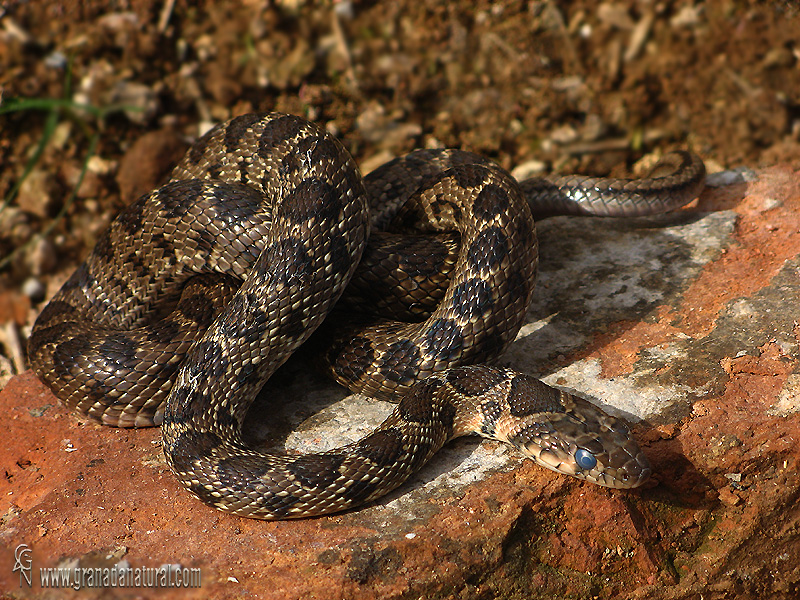 Coluber hippocrepis - Culebra de herradura