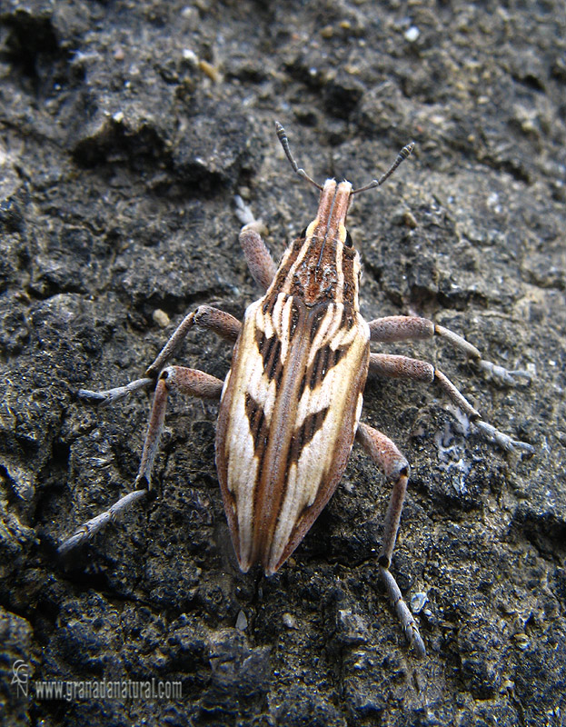 Coniocleonus nigrosuturatus 1