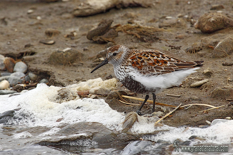 Calidris alpina - Correlimos comn