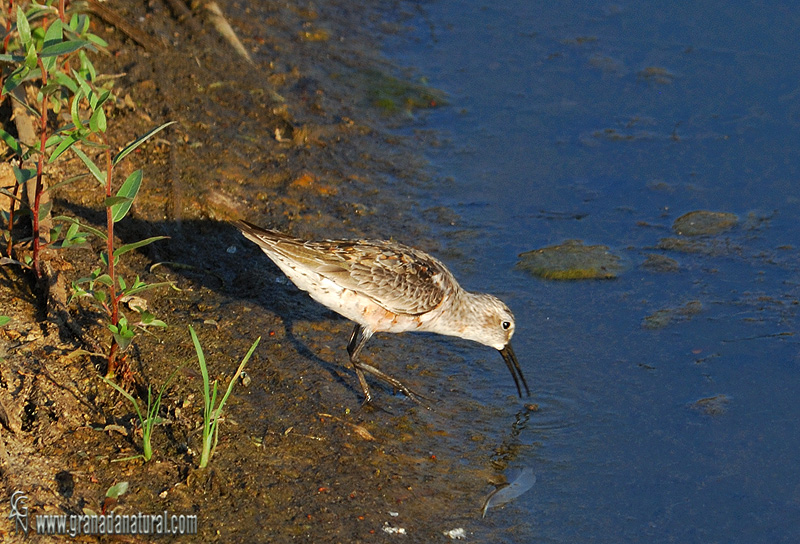 Calidris ferruginea - Correlimos zarapitn