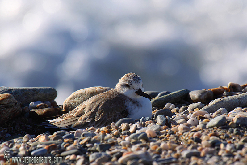 Calidris alba - Correlimos tridctilo