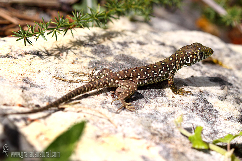 Lacerta lepida (Juvenil) - Lagarto ocelado