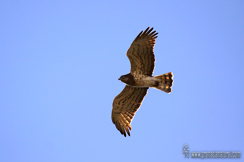 Circaetus gallicus - guila culebrera europea