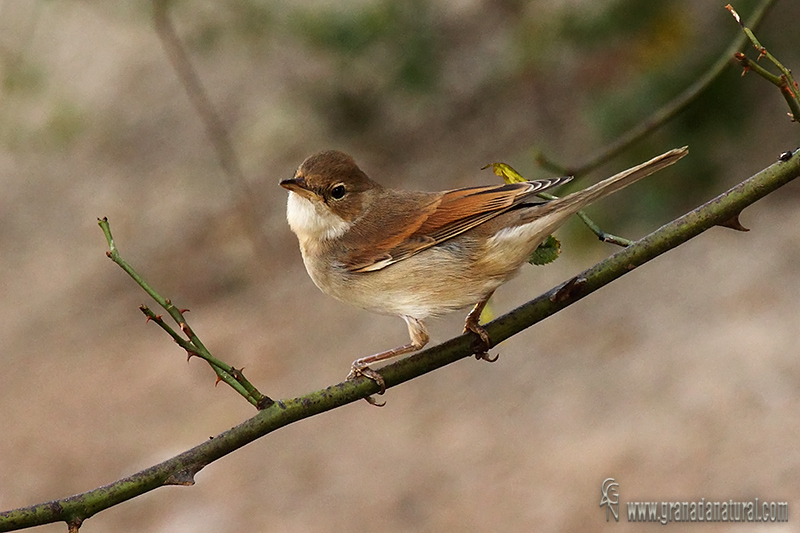 Sylvia communis - Curruca zarcera