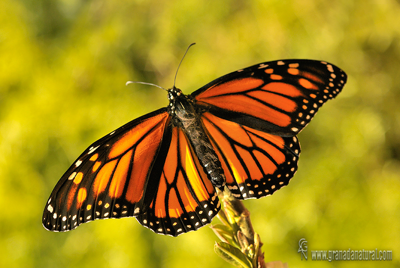 Danaus plexippus 2