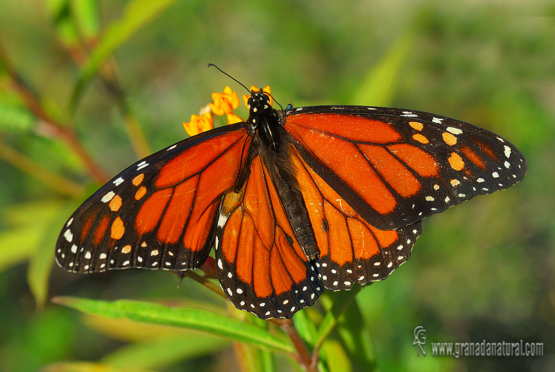 Danaus plexippus 3