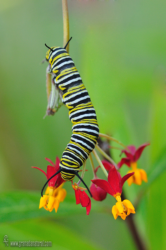 Danaus plexippus 4