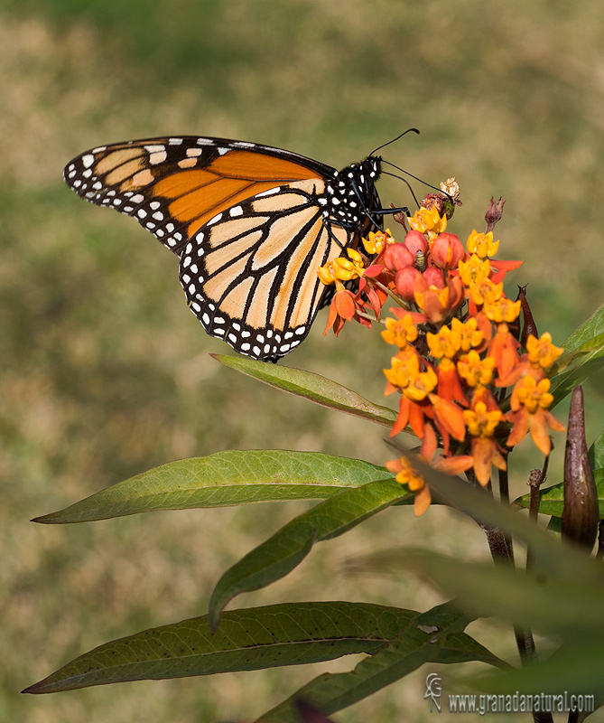 Danaus plexippus 1 Mariposas Granada Natural