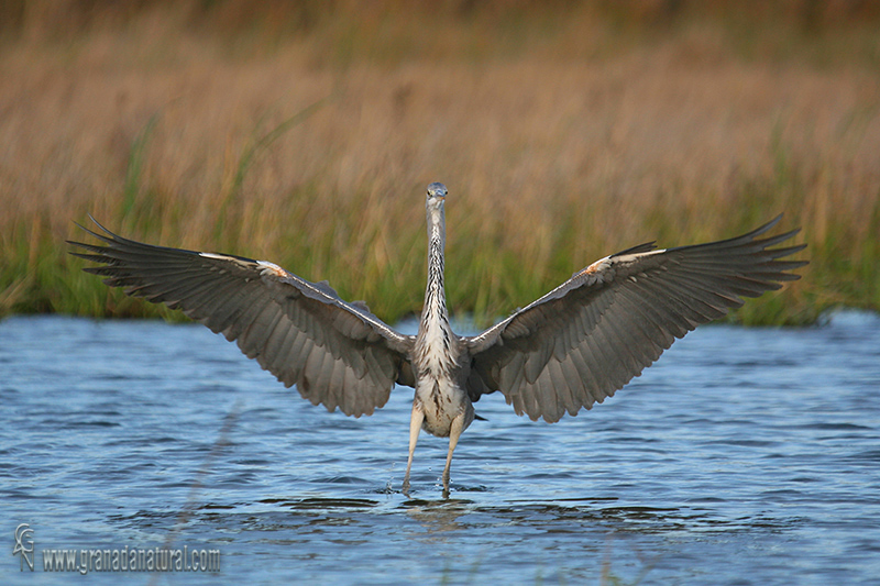 Ardea cinerea - Garza real