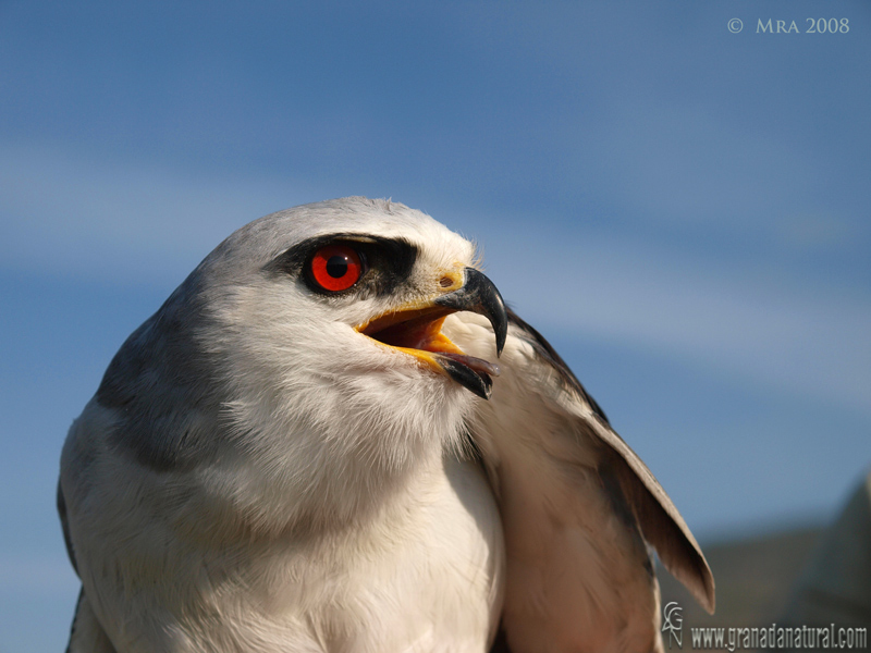 Elanus caeruleus - Elanio comn