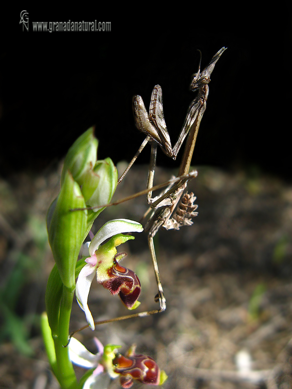 Empusa pennata